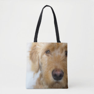 Goldendoodle-Welpenschau