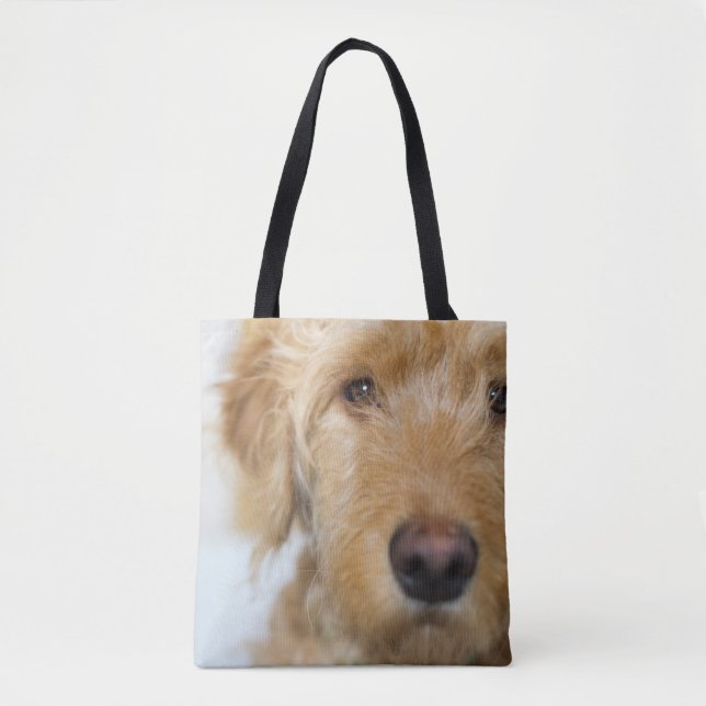 Goldendoodle-Welpenschau (Vorderseite)
