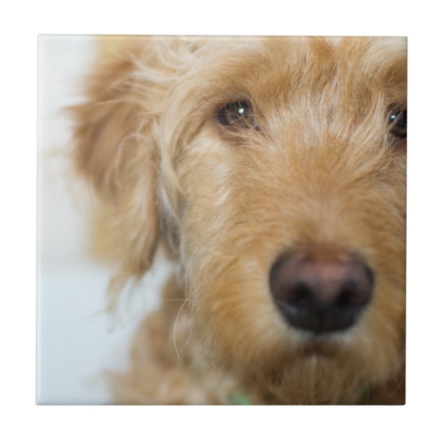 Goldendoodle-Welpenschau Fliese (Vorderseite)
