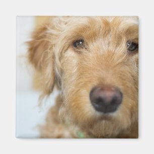 Goldendoodle-Welpenschau Magnet
