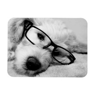 Goldendoodle With Glasses Magnet