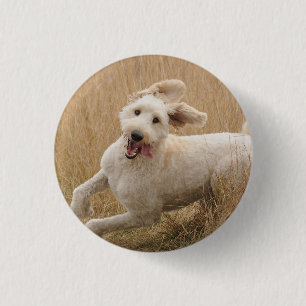 Goldendoodrom läuft durch Gras Button