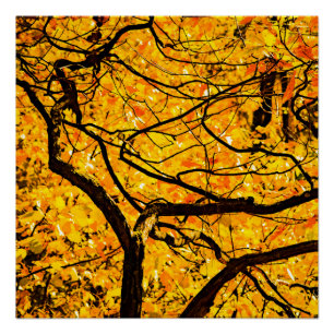 Goldene Adern des Herbstes Poster