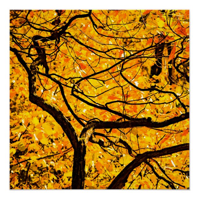 Goldene Adern des Herbstes Poster (Vorderseite)