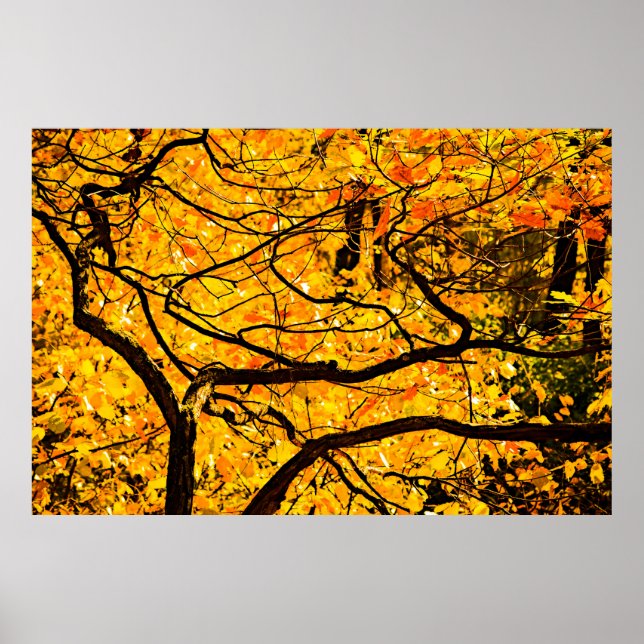 Goldene Adern des Herbstes Poster (Vorne)