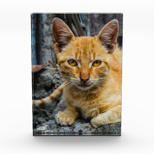 Goldene Augen Fotoblock (Vorderseite)