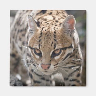 Goldene Augen Magnet