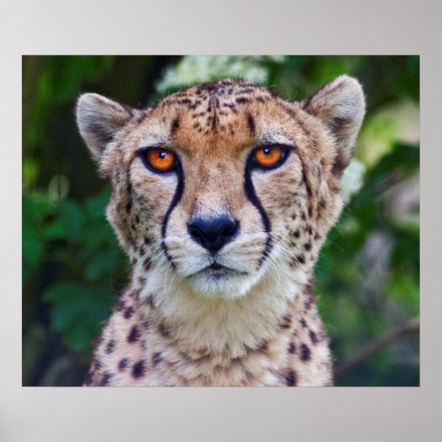 Goldene Augen Print Poster (Vorne)