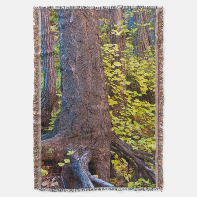 Goldene Blätter auf dem Westgabelpfad Decke (Vorderseite Vertikal)