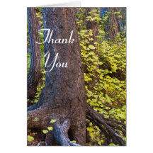 Goldene Blätter auf dem Westgabelpfad. Vielen Dank