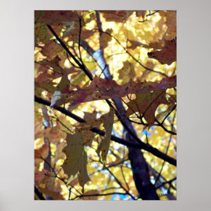 Goldene Blätter des Herbstes Poster