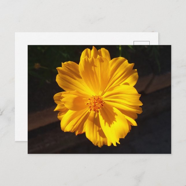 Goldene Blume Makrofotografie Postkarte (Vorne/Hinten)