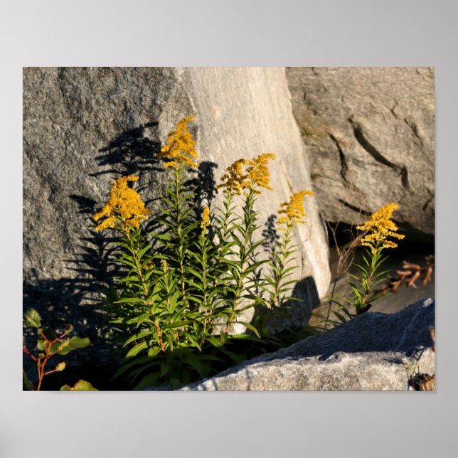 Goldene Blume und Schatten Poster (Vorne)