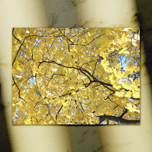 Goldene Canoper Postkarte