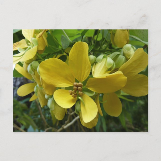 Goldene Dusche Tropengelbe Blüte Postkarte (Vorderseite)