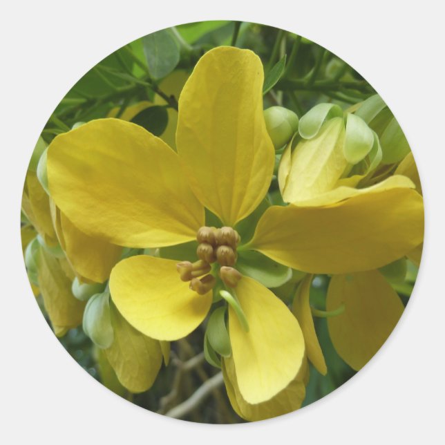 Goldene Dusche Tropengelbe Blüte Runder Aufkleber (Vorderseite)