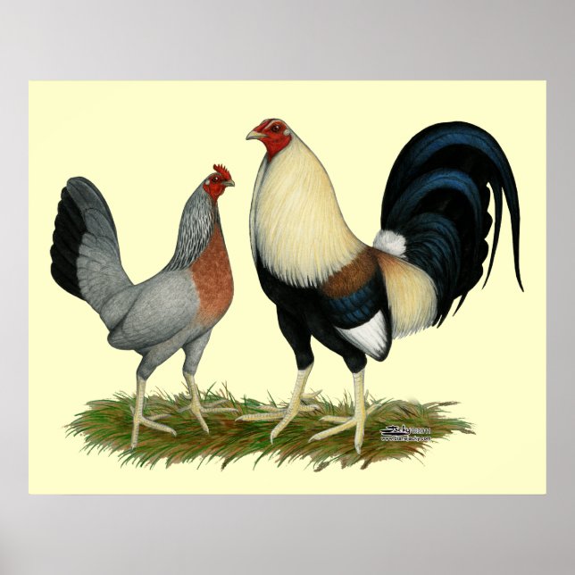Goldene Enckwing Chickens Poster (Vorne)