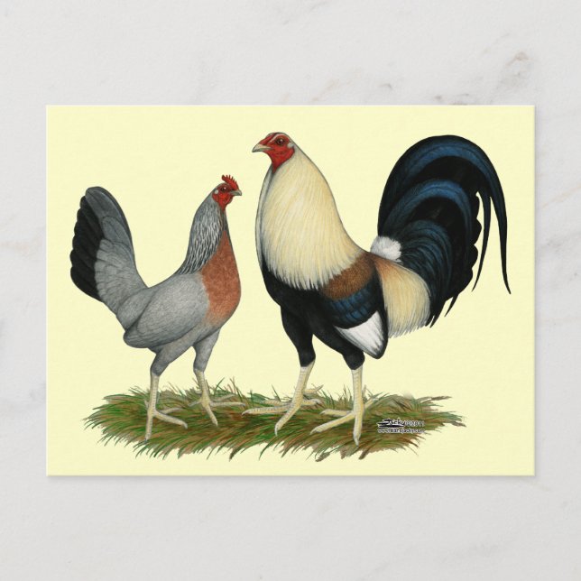 Goldene Enckwing Chickens Postkarte (Vorderseite)