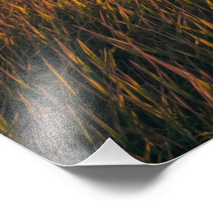 Goldene Felder bei Sonnenuntergang   Ruhiges Foto 