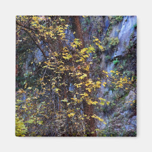 Goldene Foliage Magnet
