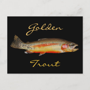 Goldene Forelle, OstSierra, Postcard Postkarte