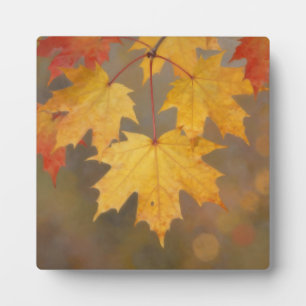 Goldene Herbst-Ahornblätter Fotoplatte