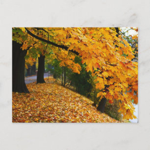 Goldene Herbstbäume Postkarte
