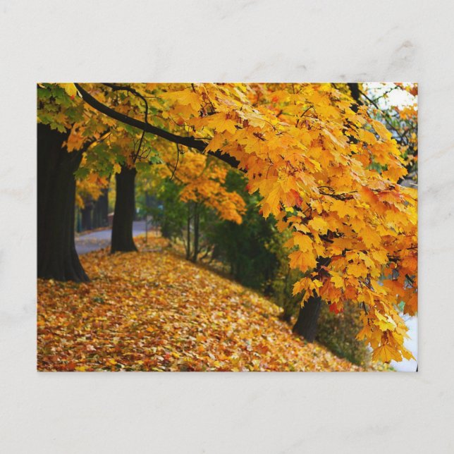 Goldene Herbstbäume Postkarte (Vorderseite)