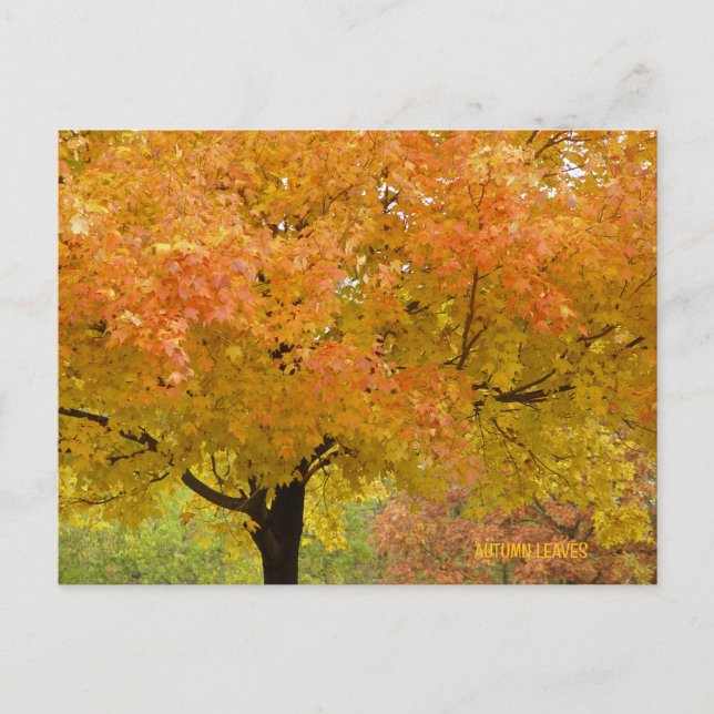 Goldene Herbstbäume Postkarte (Vorderseite)