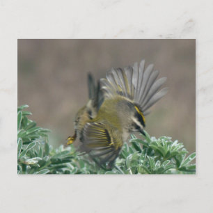 Goldene Kinglet-Postkarte Postkarte