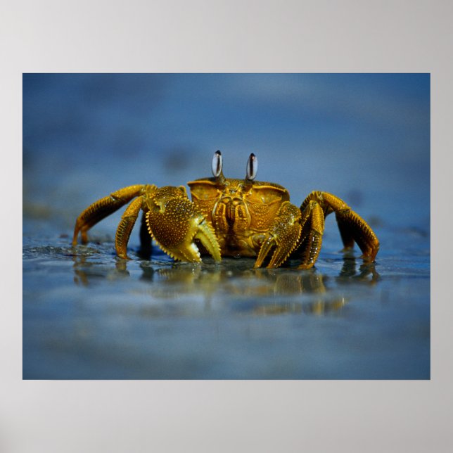 Goldene Krabbe am Meer Print Poster (Vorne)