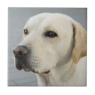 Goldene Labrador retriever-Fotografie Fliese