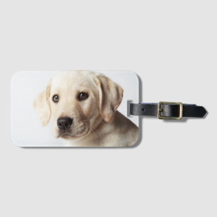 Goldene Labrador-Welpenhose Gepäckanhänger