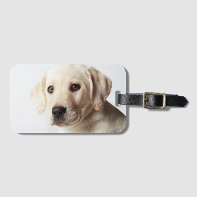 Goldene Labrador-Welpenhose Gepäckanhänger (Vorderseite (Horizontal))