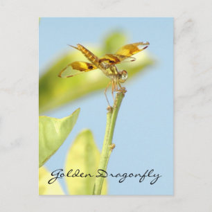 Goldene Libelle Postkarte