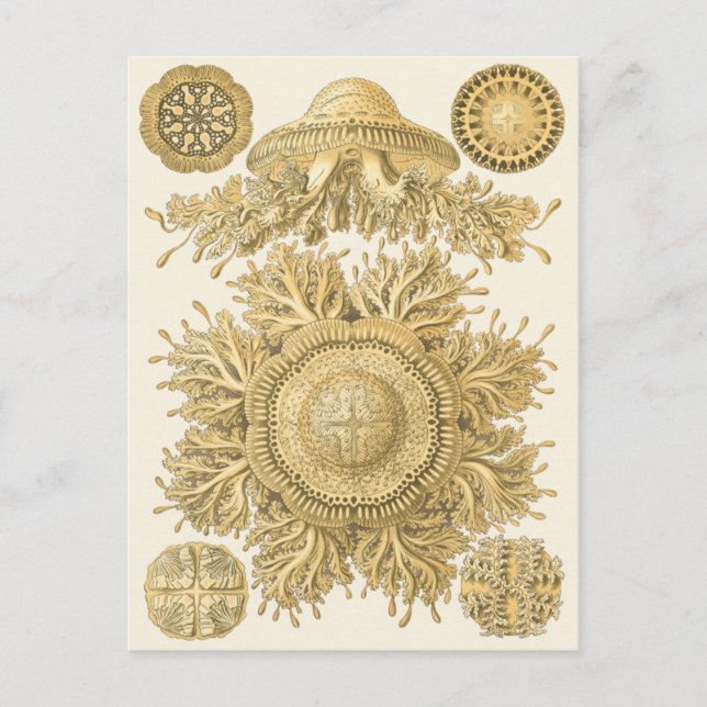 Goldene Meerestiere Postkarte (Vorderseite)