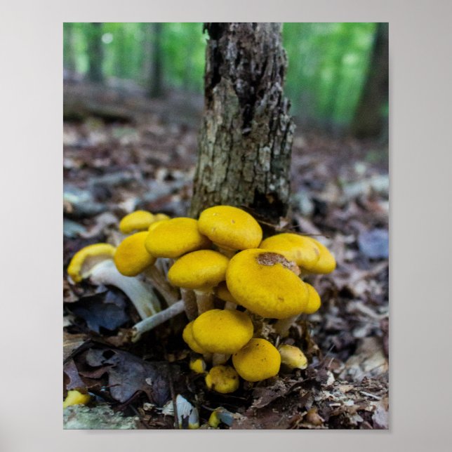 Goldene Pilze Poster (Vorne)