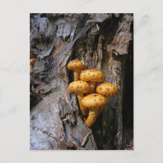 Goldene Pilze ~ Postkarte (Vorderseite)