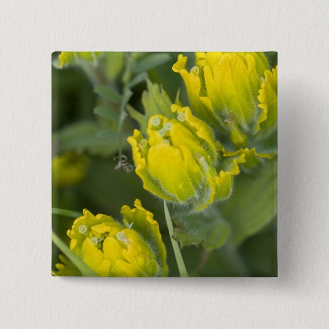 Goldene Pinsel Castilleja Button (Vorderseite)