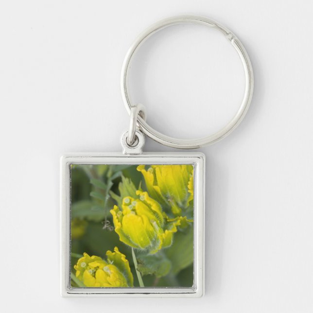 Goldene Pinsel Castilleja Schlüsselanhänger (Vorne)