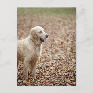 Goldene Retriete im Herbst im Park Postkarte