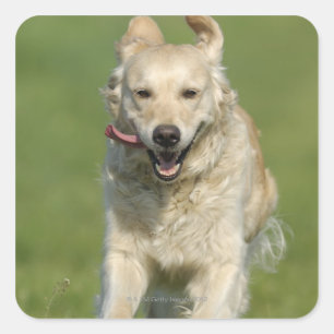 Goldene Retrieve, die durch Wiese läuft Quadratischer Aufkleber