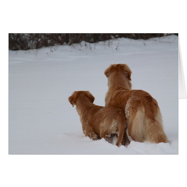 Goldene Retriever-Aufpassen (Vorderseite (Horizontal))