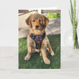 Goldene Retriever jeder Anlass-Karte Dankeskarte