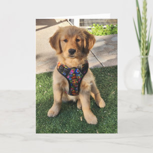 Goldene Retriever jeder Anlass-Karte Dankeskarte
