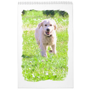 Goldene Retriever Kalender