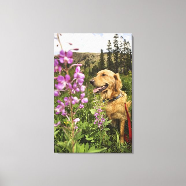 Goldene Retriever Leinwanddruck (Vorderseite)