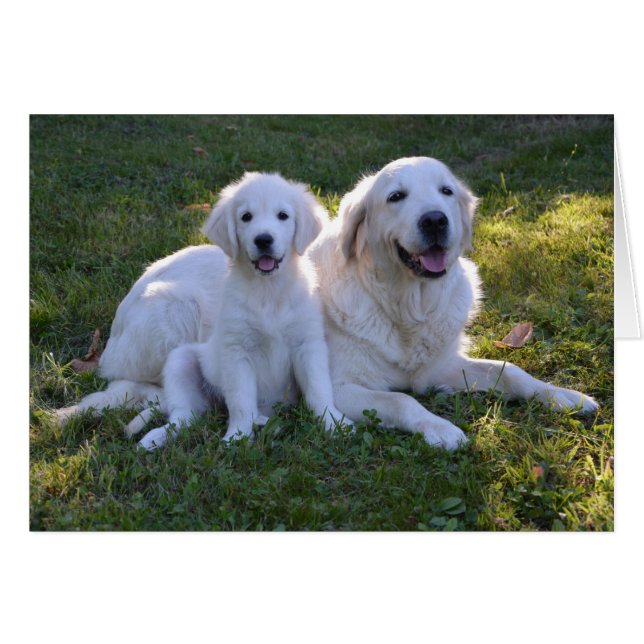 Goldene Retriever Mama und Welpe (Vorderseite (Horizontal))