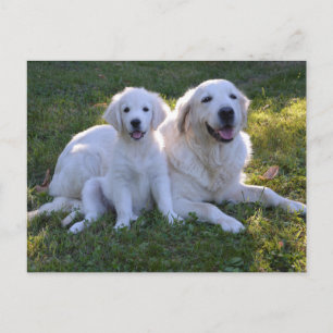 Goldene Retriever Mama und Welpe Postkarte