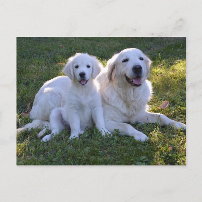 Goldene Retriever Mama und Welpe Postkarte (Vorderseite)